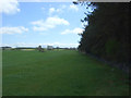 Grazing beside woodland, Westertoun