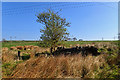 Remains of old building near Toils Farm