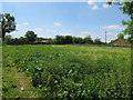 Garden of derelict house