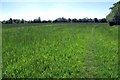 Hay Meadow by the M11