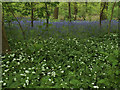 Ramsons and bluebells in Batty