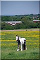 Grazing on Latton Common