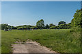 Bookham Riding Club Field