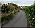 SS0698 : Wall flowers and hedge, Manorbier by Jaggery