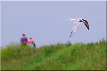 TQ9594 : Common Tern Over Wallasea Island by Glyn Baker