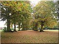 Trees in King George