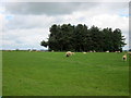 Ailstone Farm Wood and Sheep Grazing