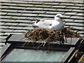 Nesting seagull - St Ives 