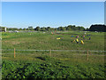 Horse practice area by the Little Ouse