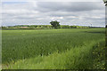 A field of winter wheat