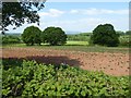 SO5463 : Farmland near Midldleton on the Hill by Philip Halling