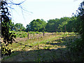 Field with low electric fence