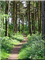 Allerthorpe Common woodland