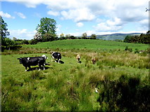 H5475 : Cattle, Streefe Glebe by Kenneth  Allen