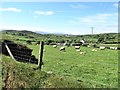 Grazing land west of the upper end of Slievehanny Road