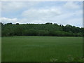 Farmland towards Leyburn Shawl woodland