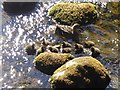 Duck and ducklings in Kettlewell Beck