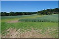 Fields Near Aimes Green