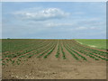 Potato crop near Butterwell Farm