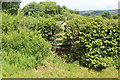 Overgrown stile near Pen-twyn Farm