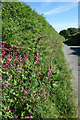 Roadside Flowers at Norris Green