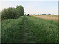 TL5569 : Wicken Fen reserve path by Hugh Venables