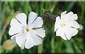 White Campion (Silene alba)