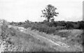 Site of station, Cold Norton 1955