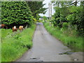 Road at Bogbain Cottage