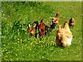 H6154 : Happy hens, Derrymeen by Kenneth  Allen