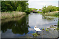 Swan at Sankey Bridges