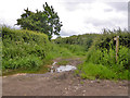 ST6721 : Green lane off Milborne Wick - Stowell road by Robin Webster