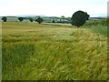 Field of barley