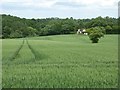 Wheat field beside Pound Lane