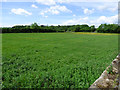 Field beside Heighington railway station