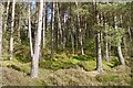 NY6989 : Pines by Kielder Water by Richard Webb