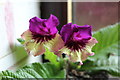 SH8076 : Streptocarpus Harlequin Purple by Richard Hoare