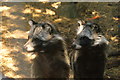 View of a pair of raccoon dogs in the Cat Survival Trust