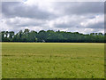 Field of Barley