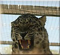 View of an amur leopard in the Cat Survival Trust #5