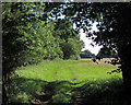 Looking out from Lady Grove, Writtle