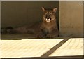 View of a puma in the Cat Survival Trust #5