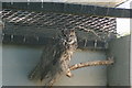 View of an eagle owl in the Cat Survival Trust #5