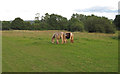 TL6701 : Ponies in Pasture, Margaretting by Roger Jones