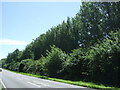 Woodland beside Ermine Street Roman Road (A1198)