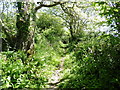 The Pembrokeshire Coast Path near Greenhill