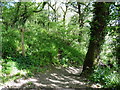 The Pembrokeshire Coast Path near Great Honeyborough