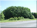 Woodland beside the A10