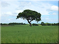 Tree in field near Mill House Farm