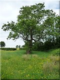 SO3528 : Tree in a buttercup meadow, east of Ruthland Farm by Christine Johnstone